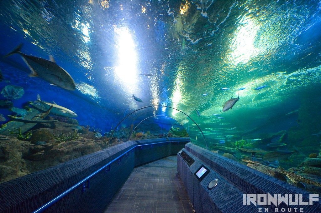 The aquarium tunnel at the Underwater World Pattaya